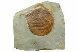 Fossil Leaf (Davidia) - Montana #262352-1